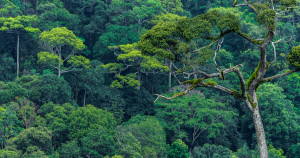 A safe, healthy and sustainable environment is a right