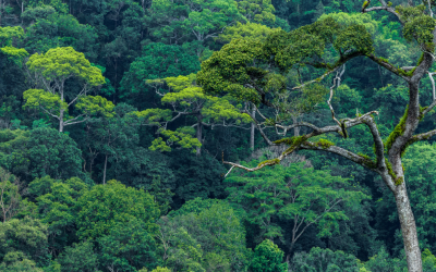 A safe, healthy and sustainable environment is a right