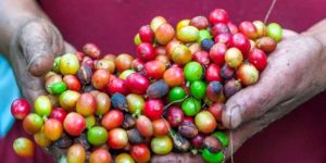 The Food & Nutrition Crisis Facing Brazilian Indigenous Populatio...